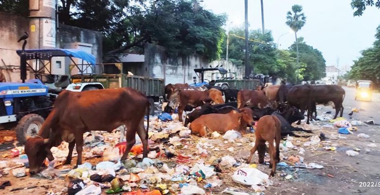 वेड रोड पर रोज गायों का काफिला ग्रास की जगह प्लास्टिक कचरा चबाता है